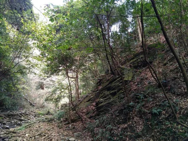 依依股份(001206.SZ):近期纸浆价格走势相对平稳